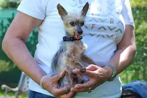 Yorki Gizmo, 15 Jahre - Mini Yorkshire-Terrier - Tierhilfe Franken e.V. Bild 2