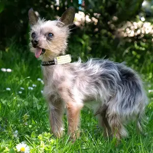 Yorki Gizmo, 15 Jahre - Mini Yorkshire-Terrier - Tierhilfe Franken e.V. Bild 9