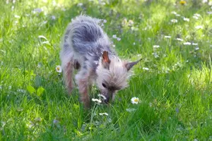 Yorki Gizmo, 15 Jahre - Mini Yorkshire-Terrier - Tierhilfe Franken e.V. Bild 7