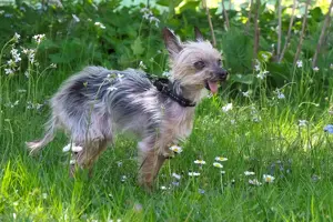 Yorki Gizmo, 15 Jahre - Mini Yorkshire-Terrier - Tierhilfe Franken e.V.