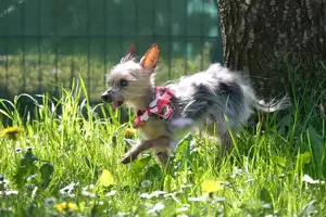 Yorki Gizmo, 15 Jahre - Mini Yorkshire-Terrier - Tierhilfe Franken e.V. Bild 8