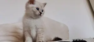  zuckersüße BKH Kater sucht ein liebevolles Zuhause