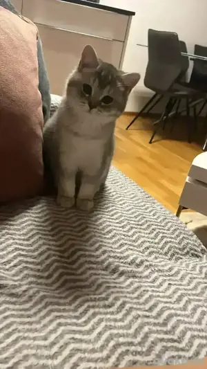 Britisch Kurzhaar Kitten zu verkaufen