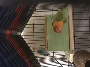 Ich verkaufe ein junges Hobby-Paar. Ein opalfarbenes Weibchen und ein blaugraues Männchen. Das Paar 