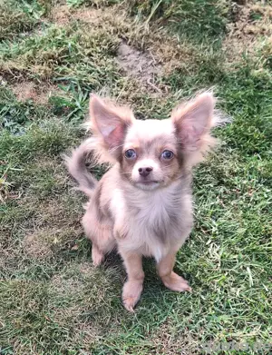 hübscher Pomchi Welpe mit toller Zeichnung 