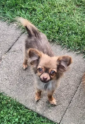 hübscher Pomchi Welpe in schoko sable