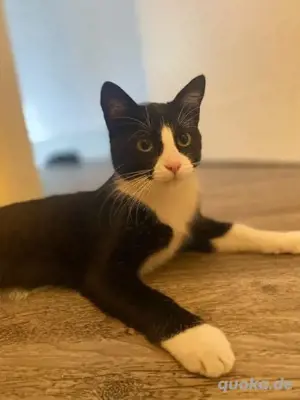 Tuxedo Kater   7 Monate alt   verspielt & 