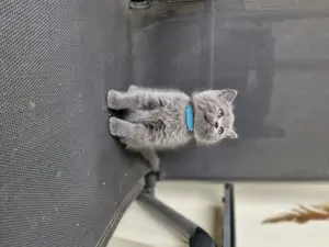 Bkh reinrassige Katze 