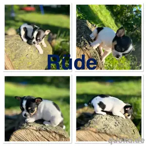 3 Zuckersüße reinrassige Chihuahua welpen