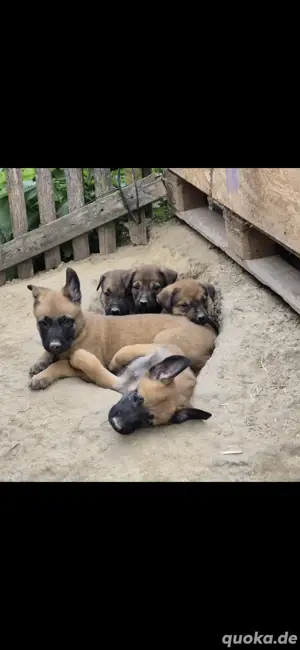 Malinois (Belgische Schäferhunde )