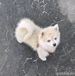 Auszugsbereit  :) Pomsky F2 F3 blaue Augen 6kilo klein 