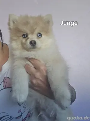Auszugsbereit  :) Pomsky F2 F3 blaue Augen 6kilo klein  Bild 2
