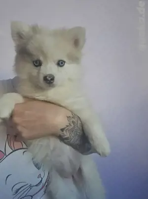 Auszugsbereit  :) Pomsky F2 F3 blaue Augen 6kilo klein  Bild 3