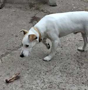Foxterrier Rüde
