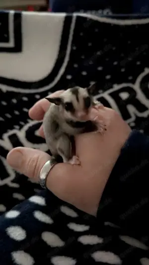 Sugar Glider Nachzucht  0.1 Jungtier ( weiblich ), Kurzkopfgleitbeutler