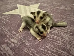 Sugar Glider Nachzuchten    Mosaic - Ringtail , 2.0 Jungtiere.