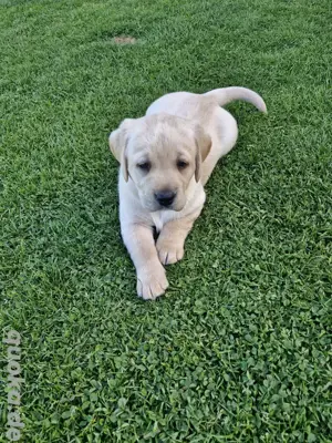 Labradorwelpen zu verkaufen