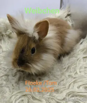 Junge Zwergkaninchen  Bild 3