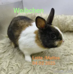 Junge Zwergkaninchen  Bild 4