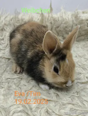 Junge Zwergkaninchen  Bild 5