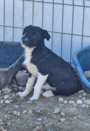 Rosalie möchte Familienhund werden 