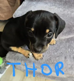 Chiweenie Welpen, Hybridrasse