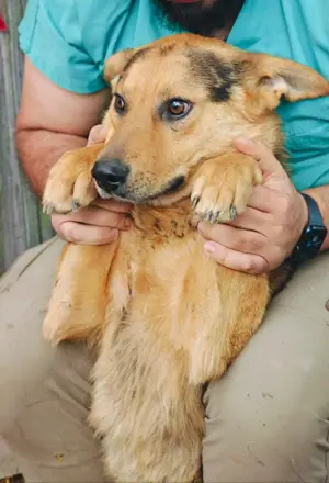 Flori - junger Rüde voller Liebe sucht seine Menschen Bild 5