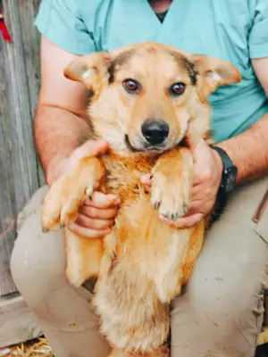 Flori - junger Rüde voller Liebe sucht seine Menschen Bild 9