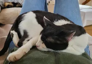 Oreo   Der verschmuste Kater mit großem Herzen sucht ein liebevolles Zuhause Bild 2