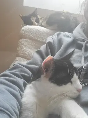 Oreo   Der verschmuste Kater mit großem Herzen sucht ein liebevolles Zuhause Bild 8