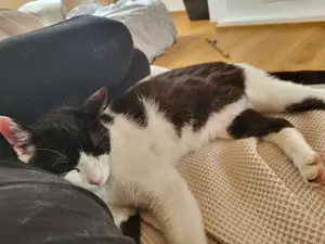 Oreo   Der verschmuste Kater mit großem Herzen sucht ein liebevolles Zuhause Bild 6
