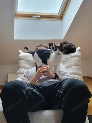 Oreo   Der verschmuste Kater mit großem Herzen sucht ein liebevolles Zuhause Bild 7