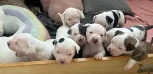 American  Bulldog  Welpen