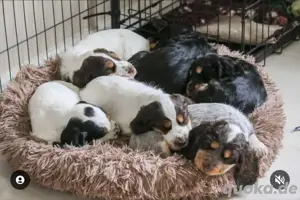 English Cocker Spaniel Welpen verfügbar