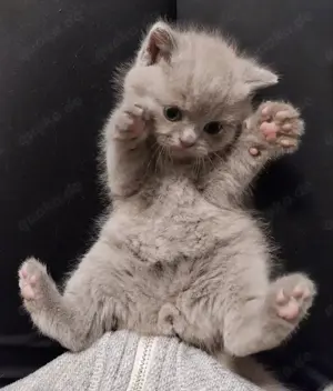 BKH Kitten ^^ entwurmt und stubenrein ^^ Mädchen und Junge ^^ Eltern in Hannover 