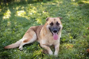 *MARTY* - im Freigehege fühlt er sich wohl, im Zwinger bekommt er Stress.