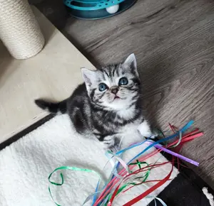 Kitten Kätzchen BKH Reinrassige