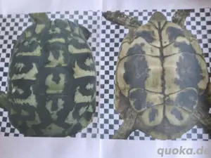 Schildkröte vermisst