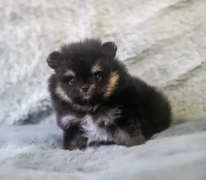 Süße Pomchi welpen , pomeranian  chihuahua 