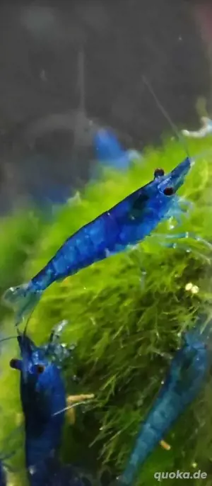 Blue Dream Garnele 