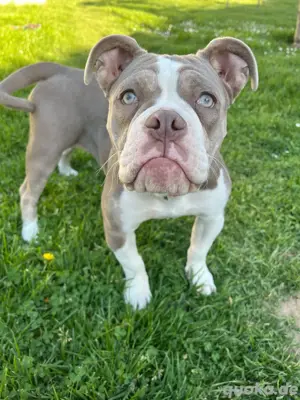 Old Englisch Bulldogge 