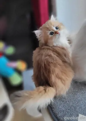 Luxus Kitten BLH BKH, Britisch Langhaar Kurzhaar 