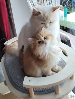 Luxus Kitten BLH BKH, Britisch Langhaar Kurzhaar 