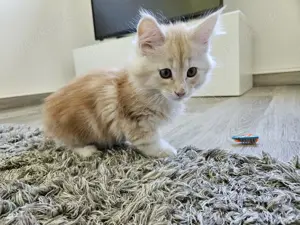 Maine Coon Kitten 