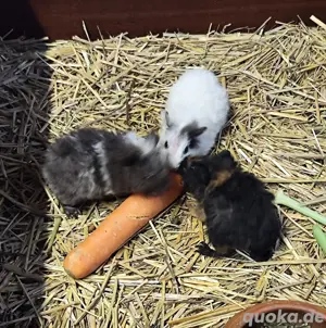 Meerschweinchen Jungtiere
