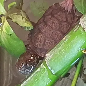 Sumpfschildkröten Emys orbicularis Schlüpflinge 2025