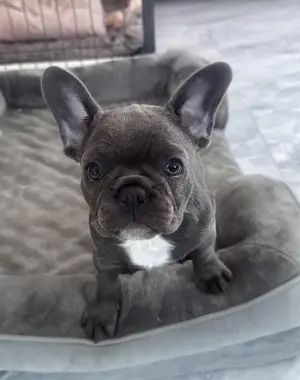 Auszugsbereit! Französische Bulldogge Welpen Blue Bild 2