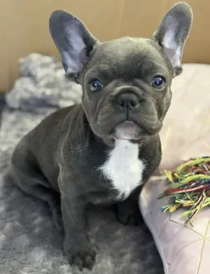 Auszugsbereit! Französische Bulldogge Welpen Blue