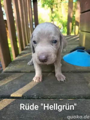 Weimaraner Welpen Rüden zu verkaufen 