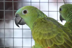 Blaustirnamazonen zu verkaufen